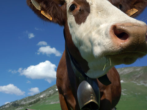 vache abondance des Aravis