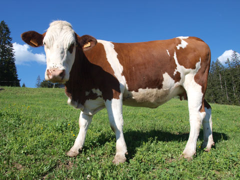 la vie en montagne dans les aravis col de la Croix Fry